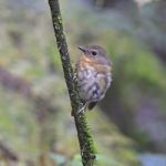 Female Snowy-browed Flycatcher Stock Photo