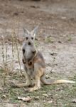 Gray Kangaroo Stock Photo