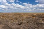 Cotton Field In Oakey Stock Photo