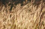 Dog Tail Grass Stock Photo