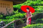 Asian Woman Wearing Traditional Chinese Dress And Red Umbrella In Green Tea Field Stock Photo