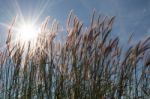 
Grass, Sky, Sun, Beautiful Late Stock Photo