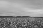 Cotton Field In The Countryside Stock Photo