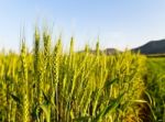 Green Barley Field Stock Photo