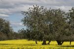 Almond Orchard In A Field Of Yellow Flowers Stock Photo