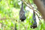 Lyie's Flyingfox Stock Photo