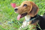 Beagle Dog Stock Photo