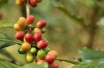 Coffee Beans Stock Photo