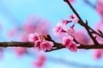 Pink Sakura Blossom With Sky Stock Photo