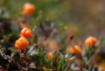 Wild Berries Stock Photo