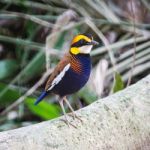 Male Malayan Banded Pitta Stock Photo