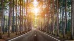 A Long Straight Road In Forest Stock Photo