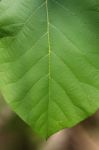 Focus Teak Leaf Stock Photo