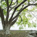 Branches Of The Green Maple Trees Stock Photo