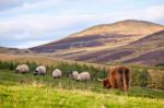 Highland Angus Cow Stock Photo