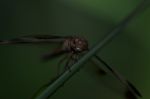 
Dragonfly Wings Perched On Twigs Warm Sunshine Stock Photo