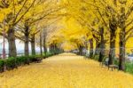 Asan,korea - November 9: Row Of Yellow Ginkgo Trees And Tourists In Asan,south Korea During Autumn Season On November 9, 2015 Stock Photo