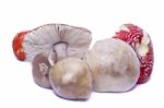 Several Wild Mushrooms Stock Photo