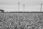 Cotton Field In The Countryside Stock Photo