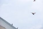 Pigeon Flies In The Blue Sky In A Sunny Day Stock Photo