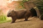 Wombat Stock Photo