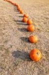 Orange Pumpkins In Row Stock Photo