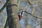 Great Spotted Woodpecker Stock Photo