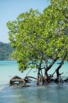 Mangrove Plants Stock Photo