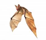 Flying Vampire Bat Isolated On White Background Stock Photo