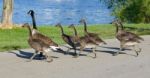 The Young Cackling Geese Are Running Across The Road Stock Photo