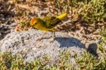 Male Yellow Warbler From Galapagos Stock Photo