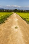 Dirt Road In The Middle Of A Yellow Field Of Flowers Stock Photo