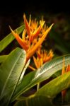 Heliconia Flower Stock Photo