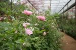 Pink Roses Bush In The Garden Stock Photo