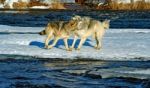 2 Gray Wolves Stock Photo