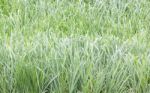 Close Up Green Grass Field Stock Photo