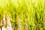 Rice Plant In Paddy With Morning Light Stock Photo