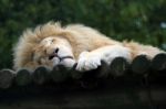 Lion Sleeping Stock Photo