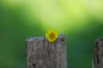 A Yellow Daisy On A Tree With Green And Blur Background Stock Photo