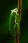 A Green Tree Frog Stock Photo