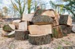 Big Oak Tree Trunks Sawn In Parts Stock Photo