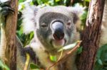 Koala By Itself In A Tree Stock Photo