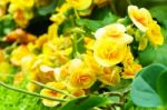 Yellow Begonia Flower In Garden Stock Photo