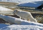 Arctic Fox Stock Photo