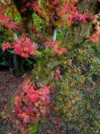 Japanese Maple (acer Palmatum) In Autumn Colours Stock Photo