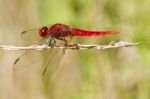 Scarlet Darter (crocothemis Erythraea) Stock Photo