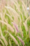 Foxtail Weed In The Nature Stock Photo