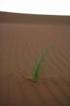 Desert Plant Stock Photo