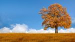 Autumn Tree Stock Photo