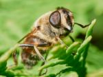 Bee Sitting On A Branch Of Juniper Stock Photo